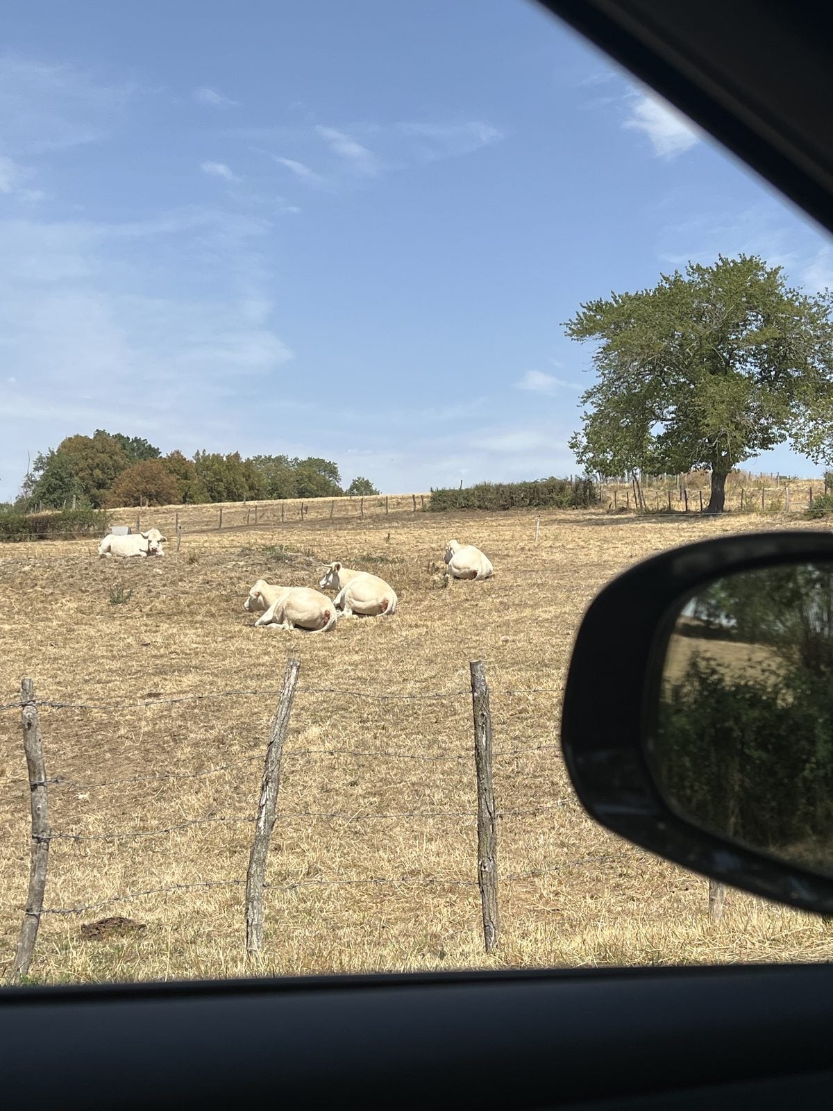 Weiße Kühe auf einer Weide, aus dem Autofenster fotografiert