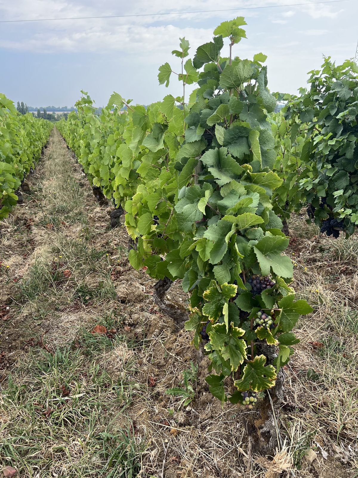 Weinreben in einem Weinberg im Burgund