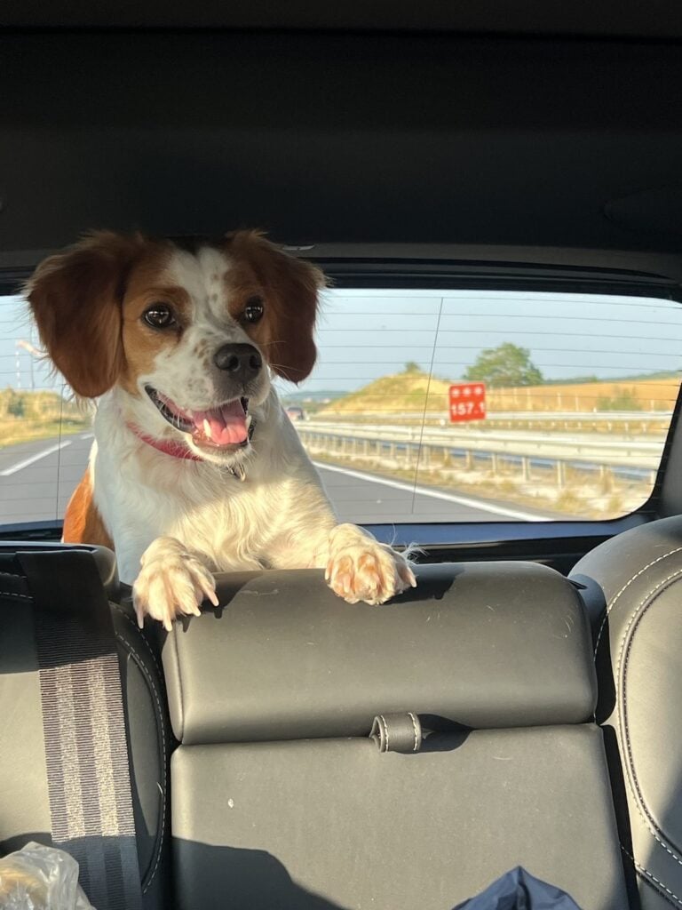 Hund schaut im Volvo XC60 über die Rücksitzlehne