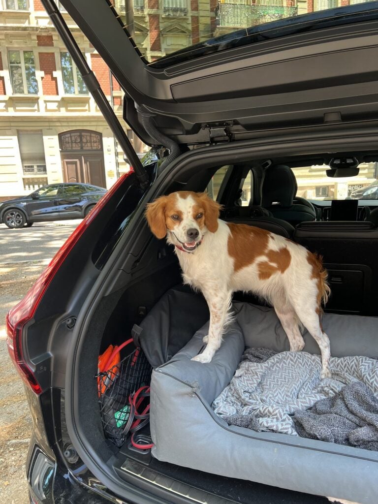 Hund steht im geöffneten Kofferraum des Volvo XC60 auf seinem Hundebett